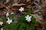 Eastern false rue anemone